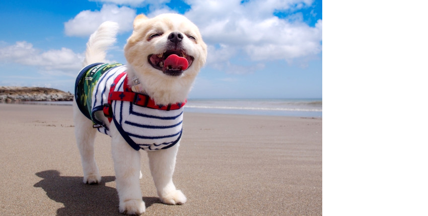 浜辺の犬