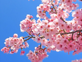 優駿の里 浦河桜まつり
